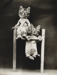 Kittieserie: Oefenen, c.1914 (zilverdruk)