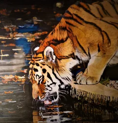 Tijger