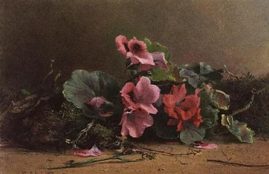 Een Studie van Geraniums