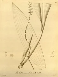 Illustratie van Pholidota camelostalix