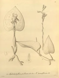 Dit bestand komt uit de Biodiversity Heritage Library en is online beschikbaar op biodiversitylibrary.org/page/696488