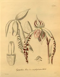 Dit bestand komt uit de Biodiversity Heritage Library en is online beschikbaar op biodiversitylibrary.org/page/698357