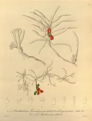 Dit bestand komt uit de Biodiversity Heritage Library en is online beschikbaar op biodiversitylibrary.org/page/696484
