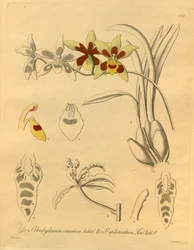 Dit bestand komt uit de Biodiversity Heritage Library, en is online beschikbaar op biodiversitylibrary.org/page/698370