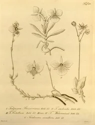 Dit bestand komt uit de Biodiversity Heritage Library en is online beschikbaar op biodiversitylibrary.org/page/696497