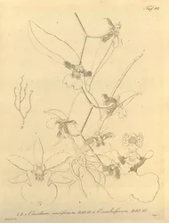 Dit bestand komt uit de Biodiversity Heritage Library, en is online beschikbaar op biodiversitylibrary.org/pagina/696498