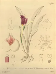 Dit bestand komt uit de Biodiversity Heritage Library, en is online beschikbaar op biodiversitylibrary.org/pagina/696493