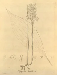Dit bestand komt uit de Biodiversity Heritage Library, en is online beschikbaar op biodiversitylibrary.org/page/696480