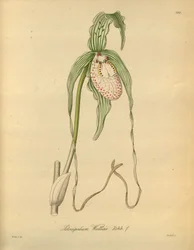 Dit bestand komt uit de Biodiversity Heritage Library, en is online beschikbaar op biodiversitylibrary.org/page/698377