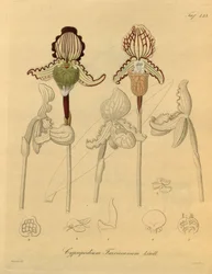 Dit bestand komt uit de Biodiversity Heritage Library en is online beschikbaar op biodiversitylibrary.org/page/698329