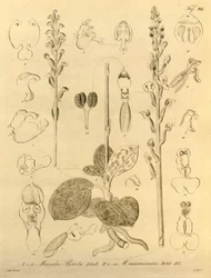 Dit bestand komt uit de Biodiversity Heritage Library en is online beschikbaar op biodiversitylibrary.org/page/696496