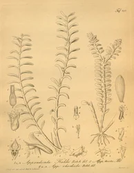 Illustraties van Appendicula kuhlii