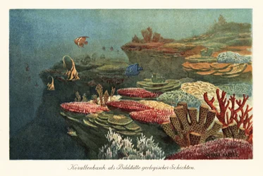 Oude koraalriffen op de oceaanbodem