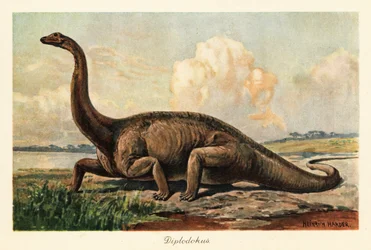 Uitgestorven Diplodocus longus op de vlaktes