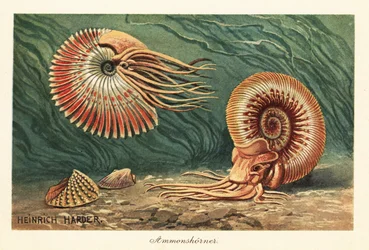 Uitgestorven ammonieten die in de oceaan zwemmen