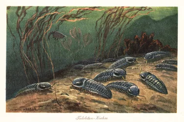 Uitgestorven trilobieten op de oceaanbodem