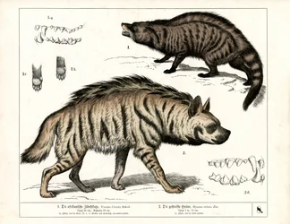 Afrikaanse Civet en Gestreepte Hyena met Anatomische Details
