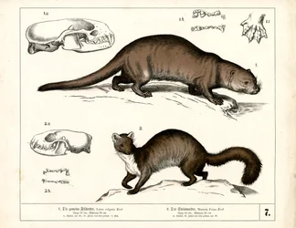 Europese Otter en Steenmarter met anatomische illustraties