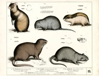 Europese knaagdieren: Ratten en woelmuizen