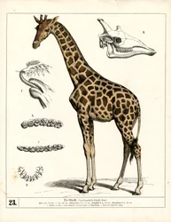Giraffe met anatomische details