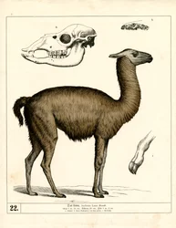 Lama met schedel en anatomische details