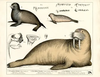 Zeehonden en walrussen met anatomische details