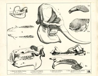 Schedels en gebit van verschillende zoogdieren