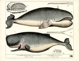 Potvis en Groenlandse walvis met anatomische kenmerken