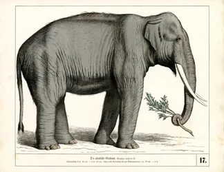 De Aziatische olifant