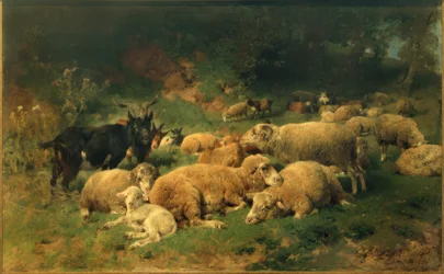 Rustende schapen aan de bosrand