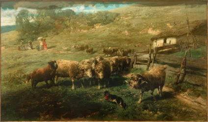 Schapen bij het hek