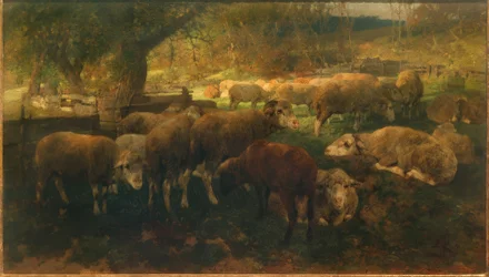 Schapen onder bomen