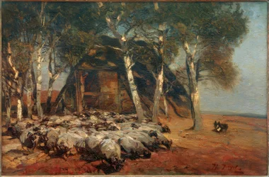 Kudde schapen bij de Koben