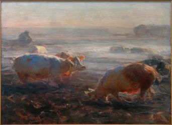Varkens op de stoppelland