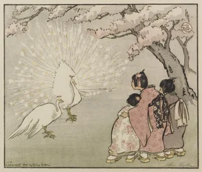 Witte pauw, 1914