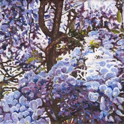 Blauwe Wisteria