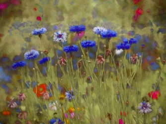 Korenbloem blauw