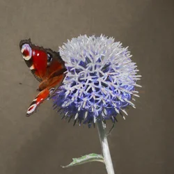 Pauw op blauwe distel, 2018
