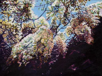 Witte Wisteria, 2012