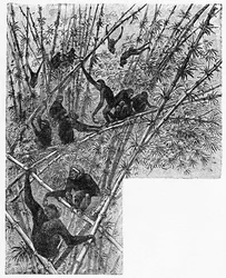 Hoolocks in een bamboejungle, ca. 1900
