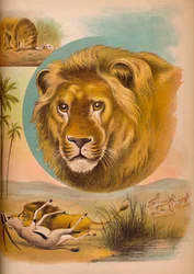 De Leeuw
