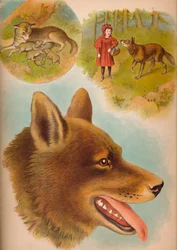 De wolf, c1900