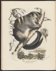 Zoogdieren van Australië (Krefft) Nla.obj-33627803-9 De gewone opossum