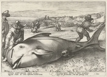 Gestrande griend op het strand bij Zandvoort, 1594