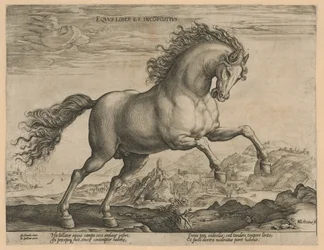 Wild paard