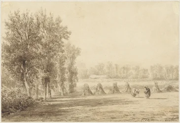 Korenveld