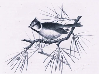 Schotse Kuifmezen, Natuur in Groot-Brittannië uitgegeven door Collins, 1946