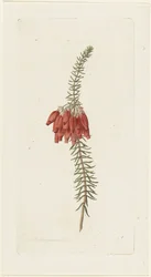 Bloemen (Erica Mammosa)