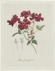Chinese roos (Rosa chinensis Jacq.)