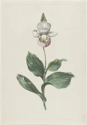 Orchidee Vrouwenschoentje (Cypripedium reginae Walter)